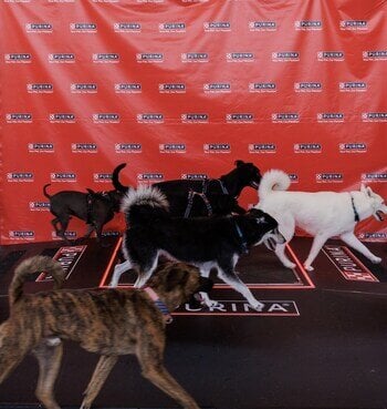 Nestle_Purina_Pet_Power