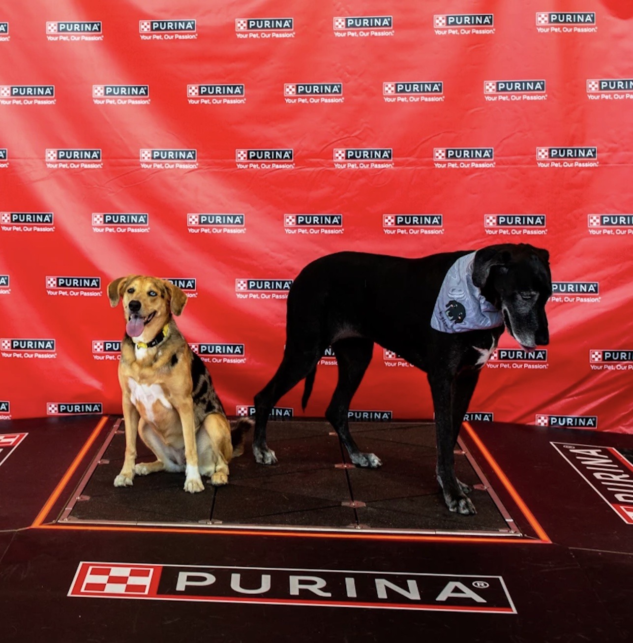 Purina Paw Power_Pavegen_Square_Web