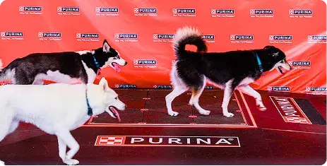 Pavegen Purina Brand Activation Pavegen Purina Brand Activation